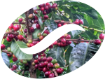 Café de origen único