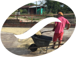 Productor de café